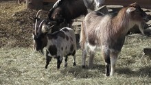 Group Goats Capra Hircusanimal Group