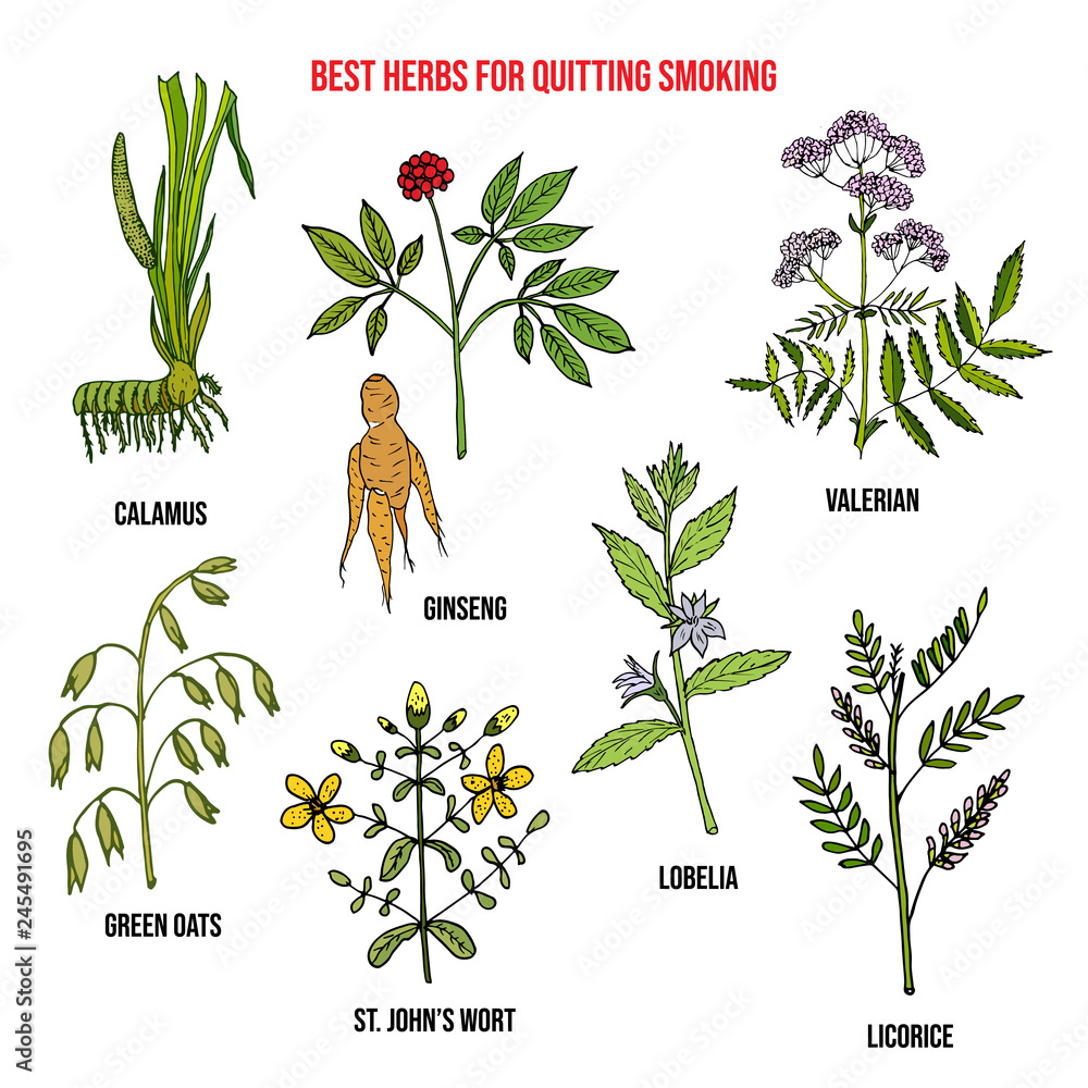 herbs to quit smoking tobacco Collection of best herbs for quitting smoking Stock Vector