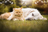 Fototapeta Pokój dzieciecy - Hunde und Katze liegen gemeinsam im Gras