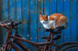Tigerkatze schläft auf Fahrrad, vor blauer Tür.