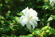 White rose of Sharon (Hibiscus syriacus) ムクゲ（木槿）（7月、日本の夏の花）　