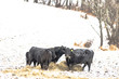 Black Angus cattle eating hay in the snow
