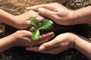 two hand helping planting young tree for save world