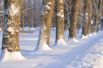 Wall Mural - Park alley at winter.