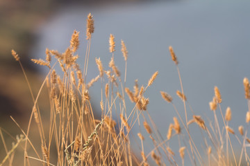 Naklejka na meble Selective soft focus of dry grass, reeds, stalks blowing in the wind
