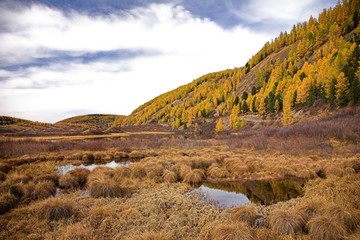 Wall Mural - Autumn forest in Altai mountain