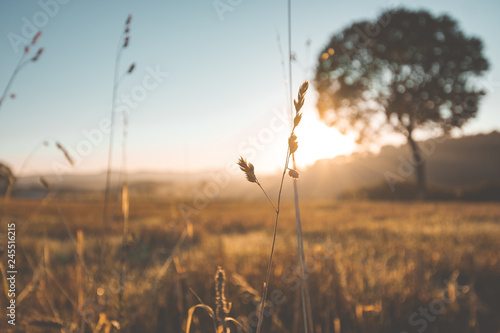 Natur Eifel Sonnenaufgang  Feld Wiese Fototapeta