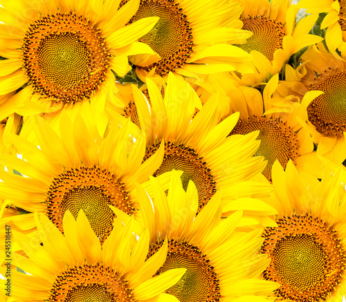 sunflowers background close up - flower texture