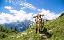Happy Cows In The Alps