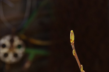 Wall Mural - branch with a bud