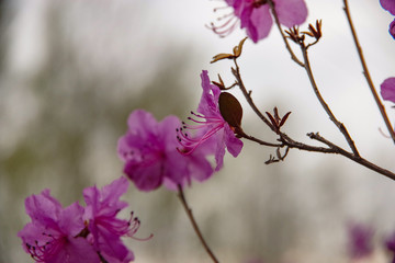 Wall Mural - pink flowers of a bush