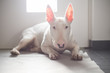 English Bull terrier lying on the floor with light behind it