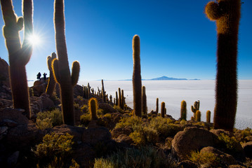 Sticker - Cactus on Incahuasi island, salt flat Salar de Uyuni, Altiplano