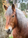 Fototapeta Konie - Vertical portrait of red horse face, silver mane