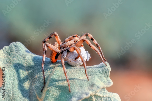 Zdjęcie XXL Piękny pająk - pień obrazu