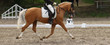 Horse dressage, Palomino, recorded in the gait trot in the floating phase.
