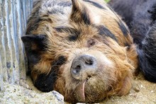 Sleeping Tan And Black Pig With Its Tongue Out 