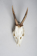 Roe Deer Skull Hunting Trophy Hanging On Wall