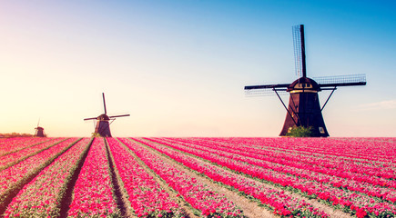 Beautiful magical spring landscape with a tulip field and windmills in the background of a cloudy sky in Holland. Charming places.