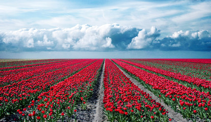 Wall Mural - fabulous mystical stunning magical spring landscape with a tulip field on the background of a cloudy sky in Holland. Charming places.