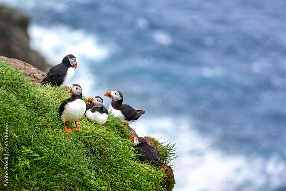 Puffins at the Faroe Islands, wild Europe. Mykines Island - obrazy, fototapety, plakaty 
