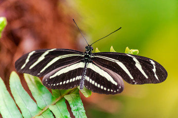 Wall Mural - Zebra longwing butterfly (Heliconius charithonia), with open wings on a green leaf