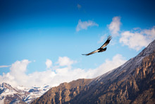 Andean Condor Flying Over The Colca Canyon In Peru