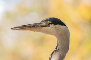 Close-up of a great blue heron