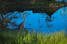 Heron At The Madrona Marsh Preserve, Torrance, Los Angeles County, California