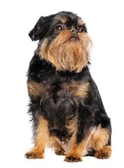 Wall Mural - Belgian Griffon, Brussels Griffon dog on Isolated white Background in studio