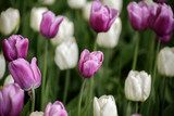 Fototapeta Tulipany - tulips 