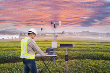 Agronomist Using Tablet Computer Collect Data With Meteorological Instrument To Measure The Wind Speed, Temperature And Humidity And Solar Cell System In Tea Agricultural Field, Smart Farm Concept