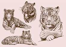 Graphical Vintage Set Of Tigers ,vector Sepia Illustration,tattoo And Logo Design