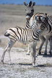Fototapeta Sawanna - Plains Zebra (Equus burchellii), Africa, Namibia, Oshikoto, Etosha National Park