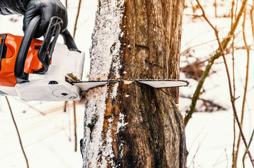 Poster - Male lumberjack cuts a log in the forest with a chain saw. Forest clearing, tree cutting, ecology. Earth Resources.