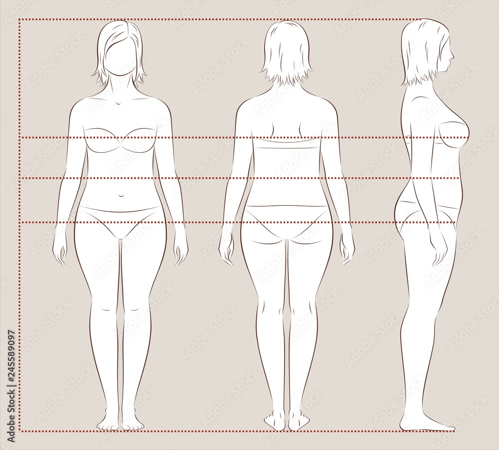 Female body lines and proportions for sewing Stock Vector | Adobe Stock