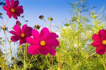 Cosmeas on a background of blue sky. Summer floral background. Copy space.