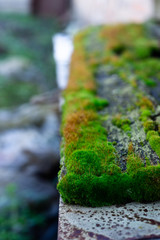 Wall Mural - Hue green moss on wood bench surface. Wet wood and soft moss. Blurred background. Soft focus.