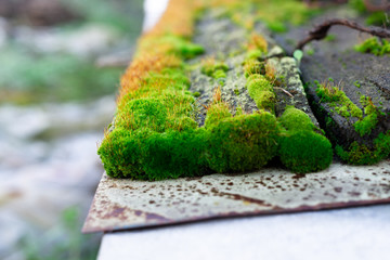 Wall Mural - Hue green moss on wood bench surface. Wet wood and soft moss. Blurred background. Soft focus.