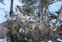 Two Mule Deers Eating Grasses And Twigs From A Bush In Winter