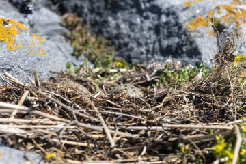 Wall Mural - Larus. Gull eggs in a nest of reeds, natural environment background.