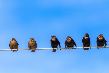 Wall Mural - Birds on the power lines