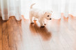 Cute west terrier puppy on the floor by the window