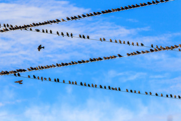 Birds on the power lines