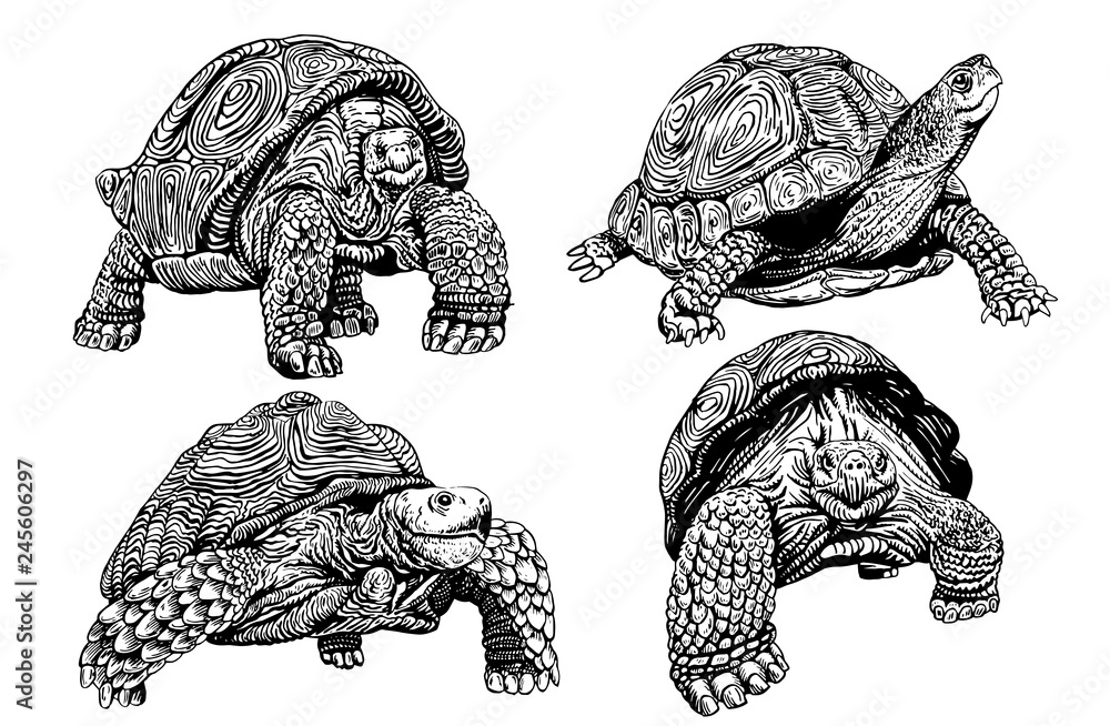 Graphical set of tortoises isolated on white , vector illustration ...