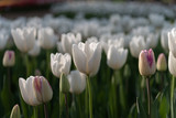 Fototapeta Tulipany - White Cloud Hakuun Darwin Hybrid Tulip. Colorful Tulip flower fields.