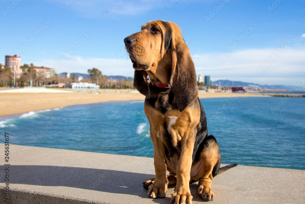 Beautiful Bloodhound puppy at 5 months. - obrazy, fototapety, plakaty 