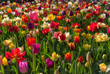 Fototapeta Tulipany - Colorful different types of Tulips flower fields.