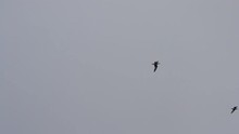 Two Terns Fly Beautifully In Grey Sky