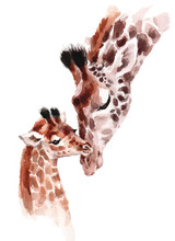 Giraffes Mother And Baby Watercolor Hand Painted Wild Animal Illustration Isolated On White Background